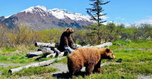 Two brown bears are seen in a grassy area with logs, set against a backdrop of snow-capped mountains.