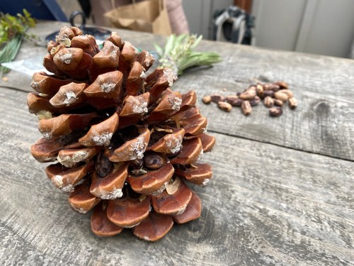 A close-up of a pine cone on a wooden table, with scattered seeds and greenery in the background.