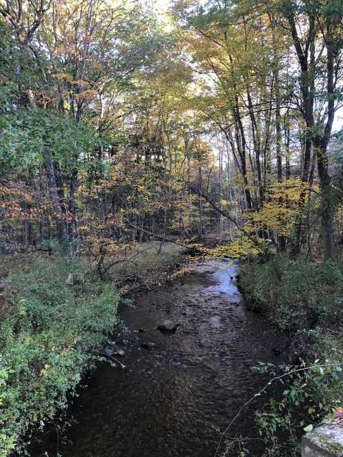 A serene stream flows through a forest with vibrant autumn foliage and trees lining the banks.