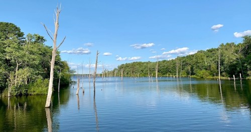 A serene lake surrounded by trees, with dead tree stumps rising from the water under a clear blue sky.