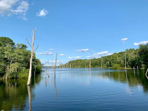 A serene lake surrounded by trees, with dead tree stumps rising from the water under a clear blue sky.