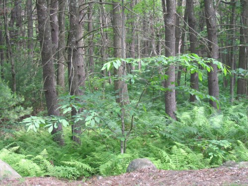 A lush forest scene featuring tall trees and vibrant green ferns under a canopy of leaves.