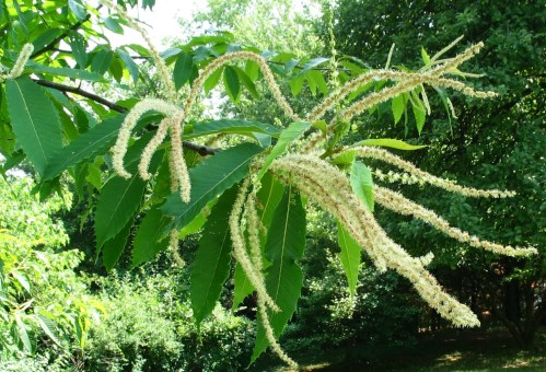 A close-up of a tree branch with long, fluffy flower clusters and green leaves against a blurred background.