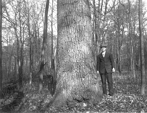 A man in a suit stands beside a large tree in a forest, surrounded by bare trees and fallen leaves.