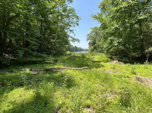 Lush green forest with tall trees and a clear view of a lake in the distance under a bright blue sky.