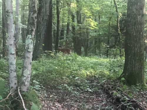 A deer stands in a lush green forest, surrounded by trees and underbrush. Soft sunlight filters through the leaves.