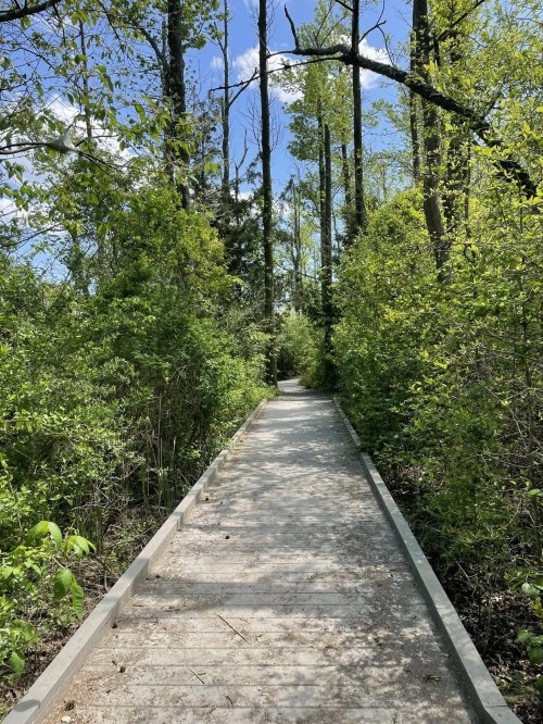 A wooden boardwalk leads through lush greenery and tall trees under a bright blue sky.