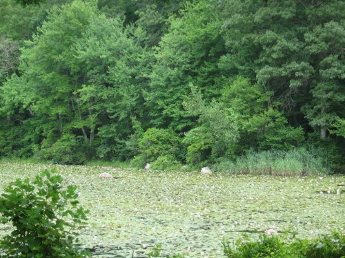 A serene pond covered with lily pads, surrounded by lush green trees and foliage.
