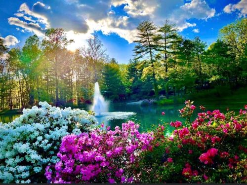 A serene park scene with colorful flowers in the foreground, a fountain in a pond, and lush green trees under a bright sky.
