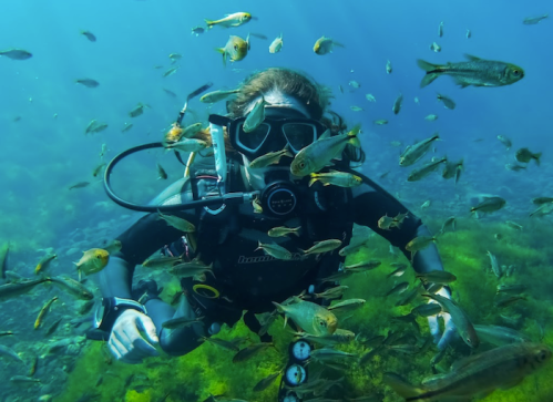 A diver surrounded by schools of fish underwater, with vibrant blue water and marine vegetation in the background.