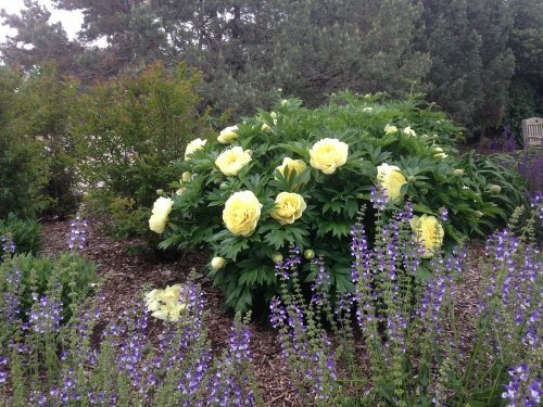 A lush garden featuring large yellow peonies surrounded by purple flowers and green foliage.