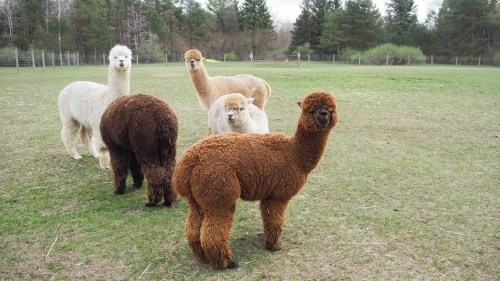 A group of five alpacas in a grassy field, featuring various colors including white, brown, and tan.