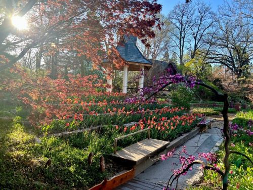 A serene garden scene with vibrant flowers, a wooden path, and a gazebo surrounded by trees in soft morning light.