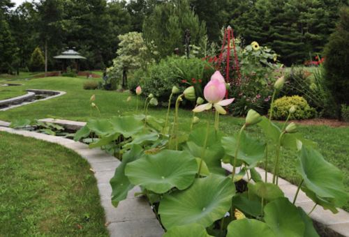 A serene garden scene featuring blooming lotus flowers surrounded by lush greenery and a winding stone path.