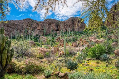 A vibrant desert landscape featuring cacti, rocky formations, and colorful wildflowers under a blue sky with clouds.