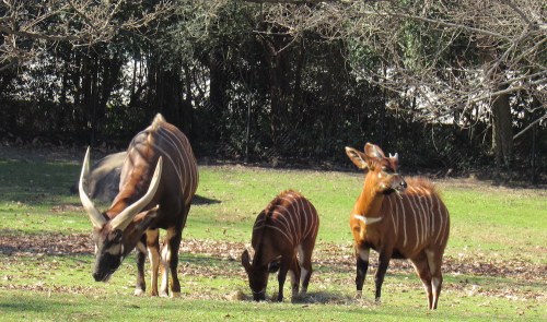 Three bongo antelopes grazing on grass in a shaded area, surrounded by trees.