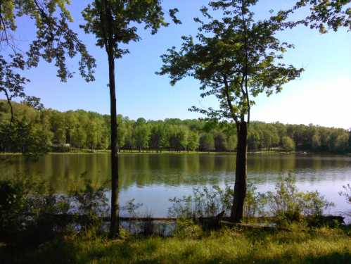 A serene lake surrounded by lush green trees under a clear blue sky. Reflections shimmer on the water's surface.