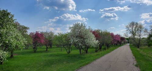A scenic park with blooming trees in pink and white, set against a blue sky with fluffy clouds and a winding path.
