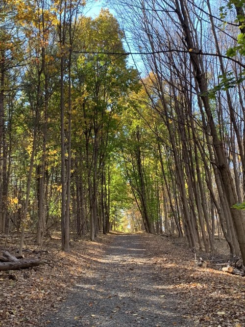 A serene forest path lined with trees, showcasing autumn foliage and dappled sunlight filtering through the leaves.
