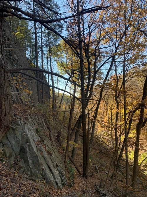 A serene forest scene with tall trees and rocky terrain, showcasing autumn foliage and a clear blue sky.