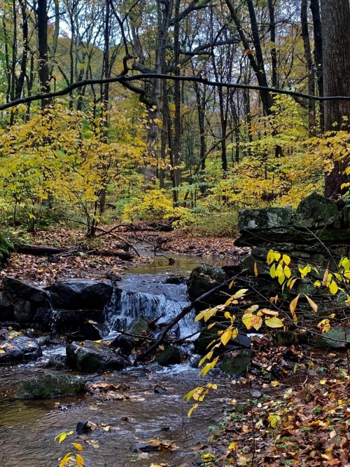 A serene forest scene featuring a small waterfall surrounded by autumn foliage and rocky terrain.