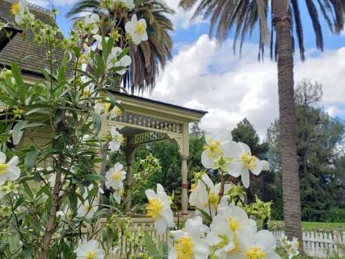 A close-up of white flowers in front of a house with palm trees and a cloudy sky in the background.