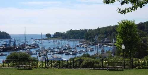 A scenic view of a marina filled with boats, surrounded by trees and a grassy area under a clear blue sky.