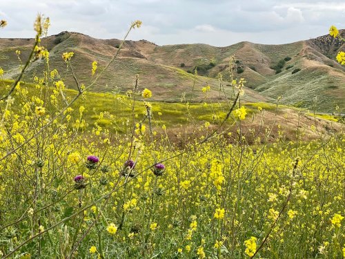 A vibrant field of yellow wildflowers with rolling green hills in the background under a cloudy sky.