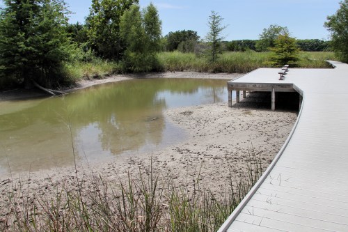 A wooden boardwalk curves along a shallow, muddy pond surrounded by lush greenery and trees under a clear blue sky.