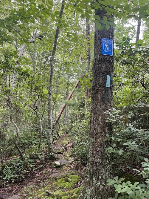 A wooded trail with a blue hiking sign on a tree, surrounded by lush greenery and fallen branches.