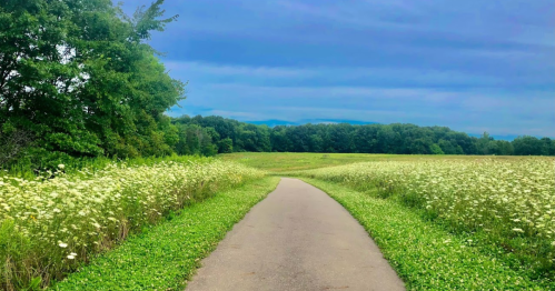 A serene pathway through a field of wildflowers, bordered by lush greenery under a cloudy blue sky.