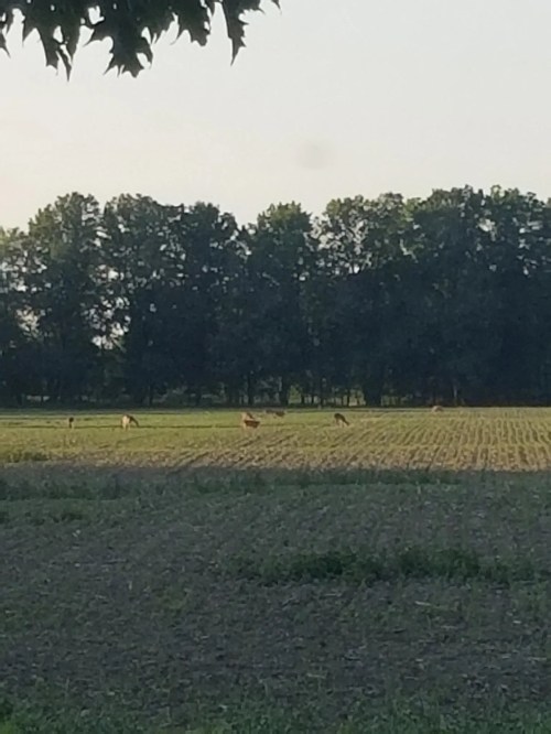 A serene field with several deer grazing, surrounded by trees under a soft, hazy sky.