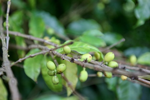 A close-up of a branch with green coffee beans and leaves against a blurred green background.