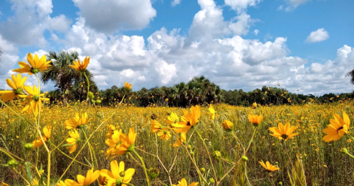 A vibrant field of yellow flowers under a blue sky with fluffy clouds and green palm trees in the background.