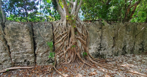 A large tree with sprawling roots growing against a rocky wall, surrounded by lush greenery.