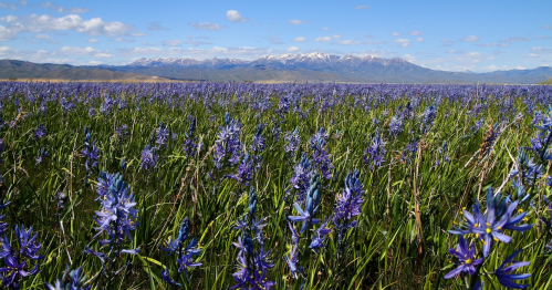 A vibrant field of purple flowers stretches towards snow-capped mountains under a clear blue sky.