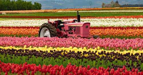 A pink tractor in a vibrant field of multicolored tulips, with rolling hills in the background.