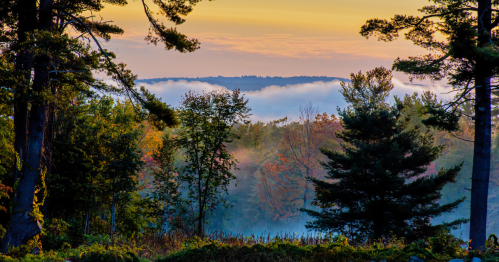 A serene landscape featuring trees and misty clouds at sunrise, with vibrant autumn colors in the background.
