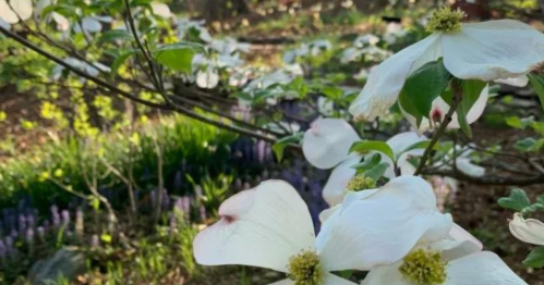 Close-up of white flowers on a tree branch, with a blurred background of green foliage and purple blooms.