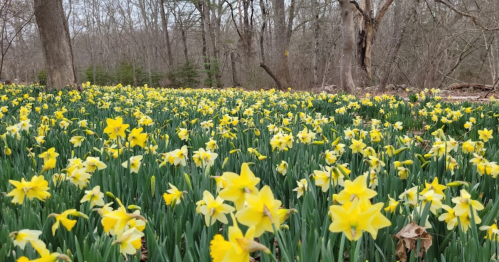 A vibrant field of yellow daffodils blooms among bare trees in a serene, wooded area.