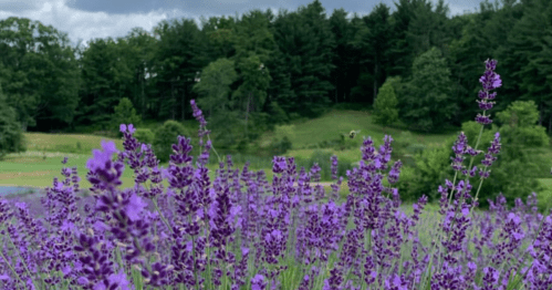 A field of vibrant purple lavender flowers in the foreground, with green trees and a cloudy sky in the background.