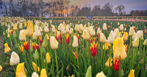 A vibrant field of yellow and red tulips under a colorful sunset sky.