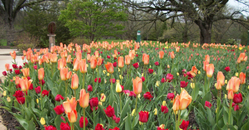 A vibrant garden filled with orange and red tulips, surrounded by lush greenery and trees in the background.