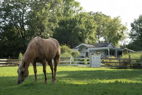 A tan horse grazes in a green field near a white house surrounded by trees and a wooden fence.