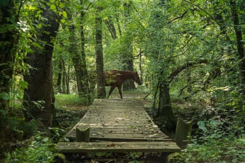 A brown horse walks across a wooden bridge in a lush, green forest.
