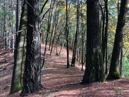 A serene forest path lined with tall trees and scattered pine needles, illuminated by soft sunlight.