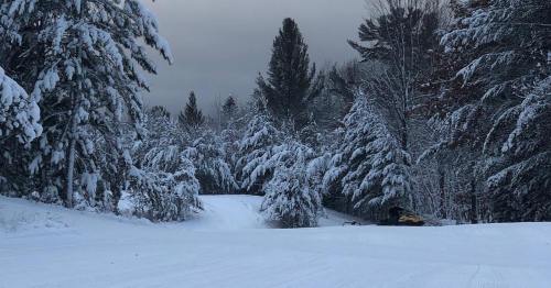 A snowy landscape with tall trees covered in snow, creating a serene winter scene under a cloudy sky.