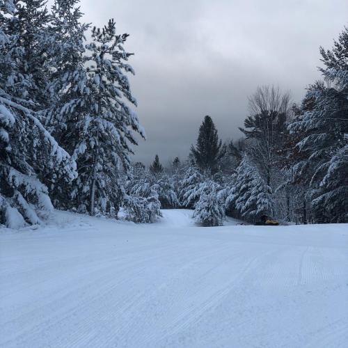 A snowy landscape with tall trees and a cloudy sky, creating a serene winter scene.