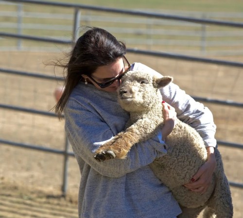 A woman in a gray sweater gently hugs a sheep in a sunny, open field with a fence in the background.
