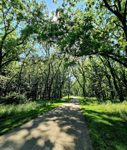 A serene pathway lined with lush green trees, dappled sunlight filtering through the leaves.